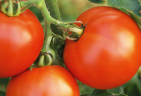pomodori pomodori